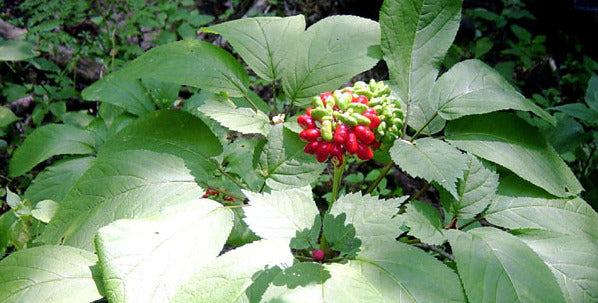 Proven Health Benefits of Panax Ginseng and How to Properly Use It