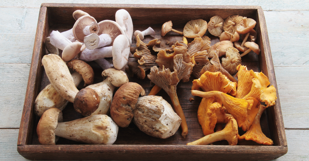 Mushrooms: Secret to a Strong Immune System