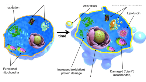 What Really Happens When Your Cells Age, and How NAD+ Can Help You Push Back