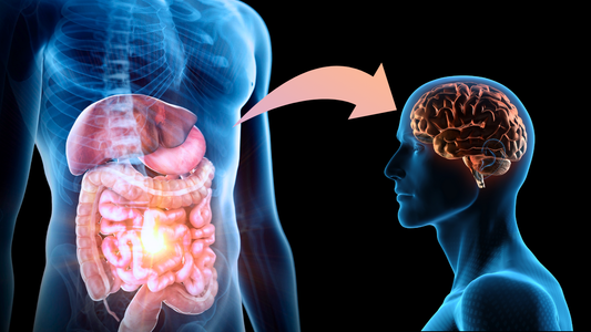 Gut Bacteria vs. Sugar Cravings: How Akkermansia May Shift the Balance