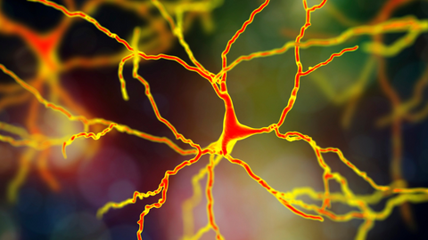 The Science of Mental Clarity: How Neurotransmitters Affect Focus and Memory