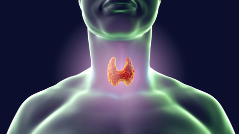 Illustration of the thyroid gland located at the base of the neck
