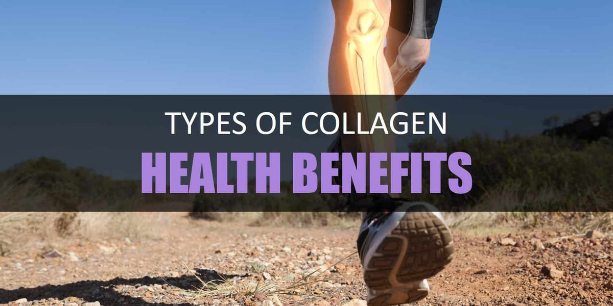 Collagen Types and their Health Benefits CogniTune