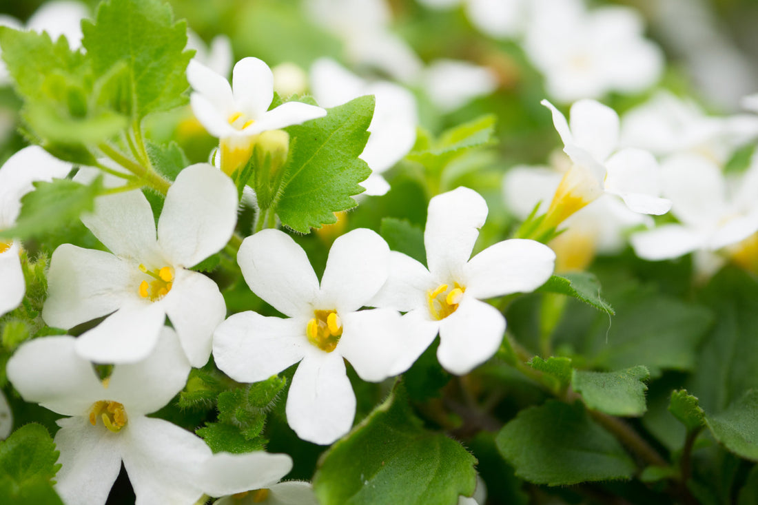 Adaptogens
