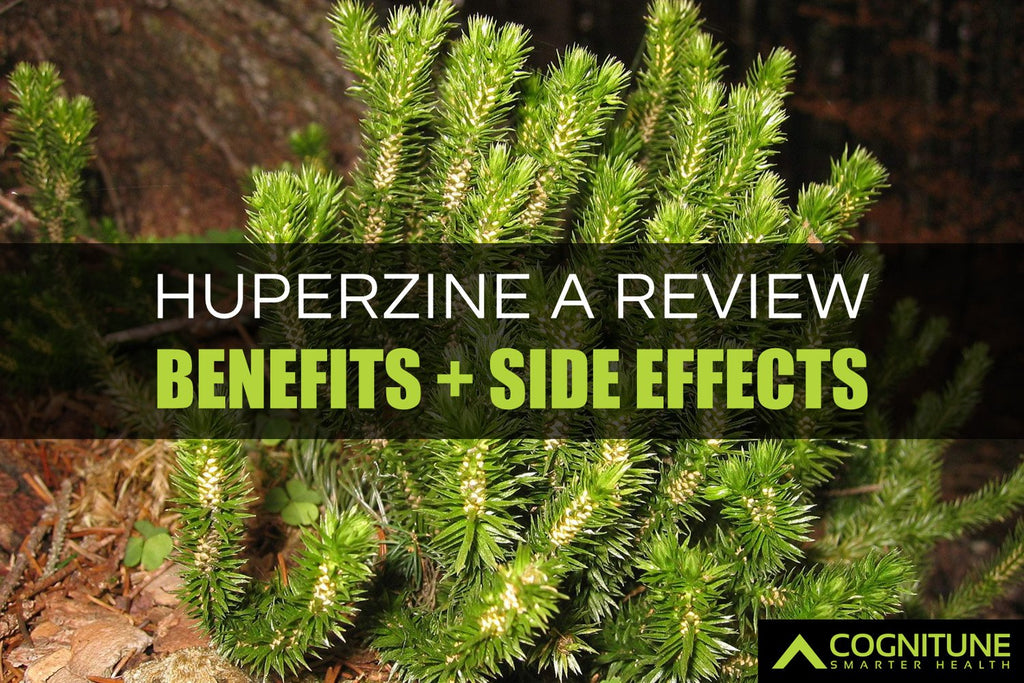 Huperzine A Review: Benefits, Side Effects, and Dosage Guide
